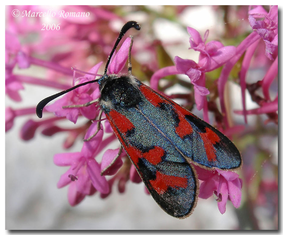 La Zigena (Z. oxytropis) sulla valeriana (C. ruber)